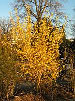 Forsythia Suspensa (fam Oleacees) (Chine) (Photo F. Mrugala) (3)